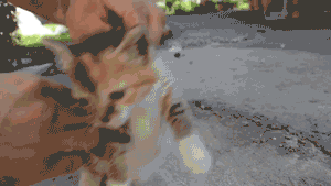 猫咪后颈捏法_猫咪为什么喜欢咬橡皮筋_猫咪行为抑制