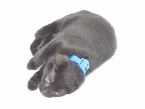 猫咪后颈捏法_猫咪为什么喜欢咬橡皮筋_猫咪行为抑制