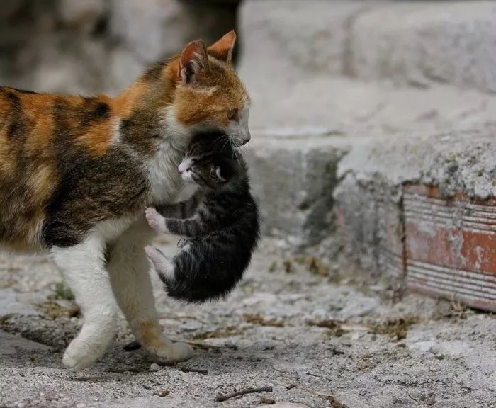 猫咪为什么喜欢咬橡皮筋_猫咪后颈捏法_猫咪行为抑制