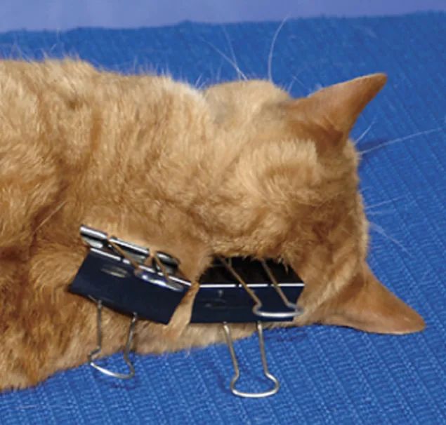 猫咪为什么喜欢咬橡皮筋_猫咪行为抑制_猫咪后颈捏法