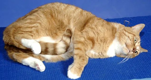 猫咪后颈捏法_猫咪为什么喜欢咬橡皮筋_猫咪行为抑制