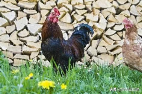 鸡吃沙子干啥?鸡会飞吗?鸡尿尿吗?母鸡下完蛋为何咯咯叫?-派特超人-宠物