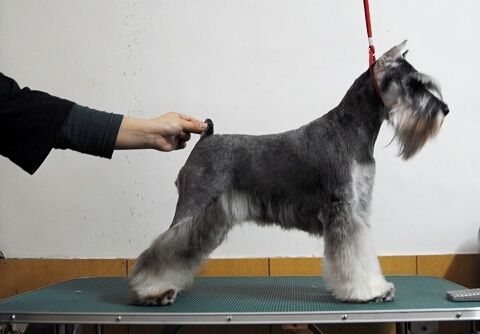狗狗耳粉使用步骤_如何清理狗狗的趾间毛_雪纳瑞耳毛剃除方法