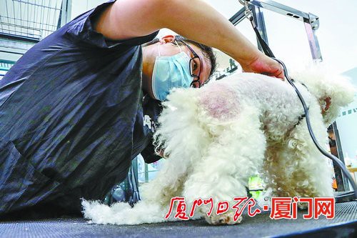 宠物剃毛降温方法_宠物店修剪毛发建议_狗狗专业修剪的安全距离