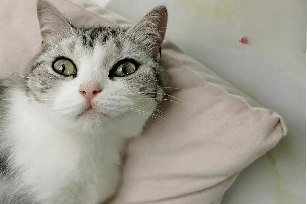 犬猫眼睑外翻-派特超人-宠物