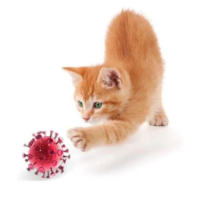 猫咪身上有伤口要警惕猫艾滋_猫艾滋病传播途径_猫免疫缺陷病毒fiv