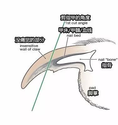 幼犬指甲生长的观察要点_狗狗指甲血线修剪方法_宠物专用指甲剪使用