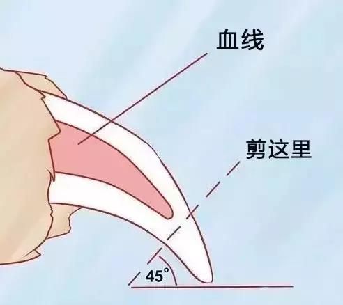 幼犬指甲生长的观察要点_宠物专用指甲剪使用_狗狗指甲血线修剪方法