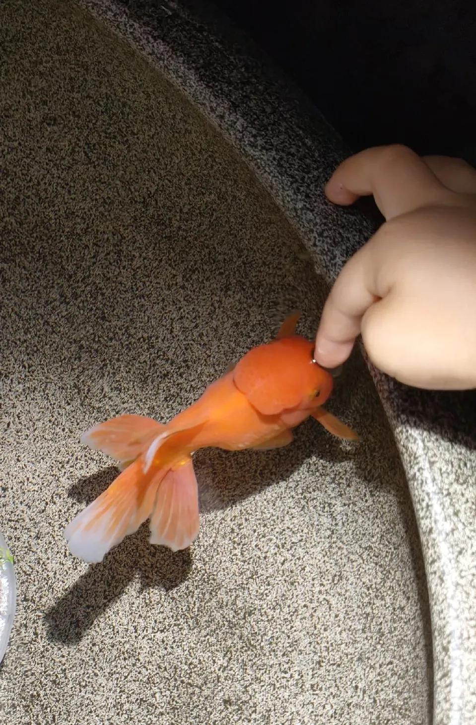 养鱼的诸多好处-派特超人-宠物