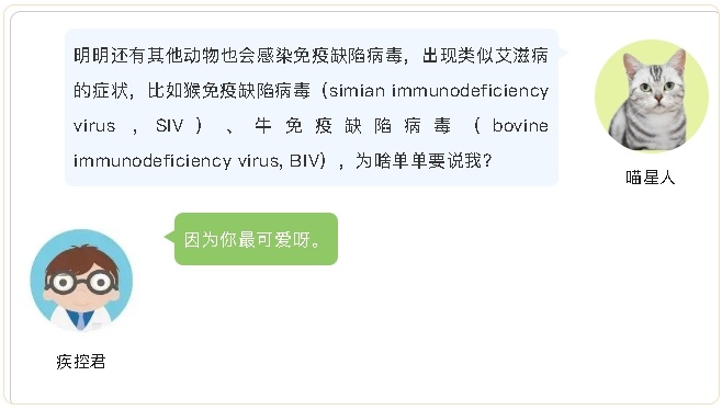 猫艾滋病症状_猫咪身上有伤口要警惕猫艾滋_猫免疫缺陷病毒传播途径