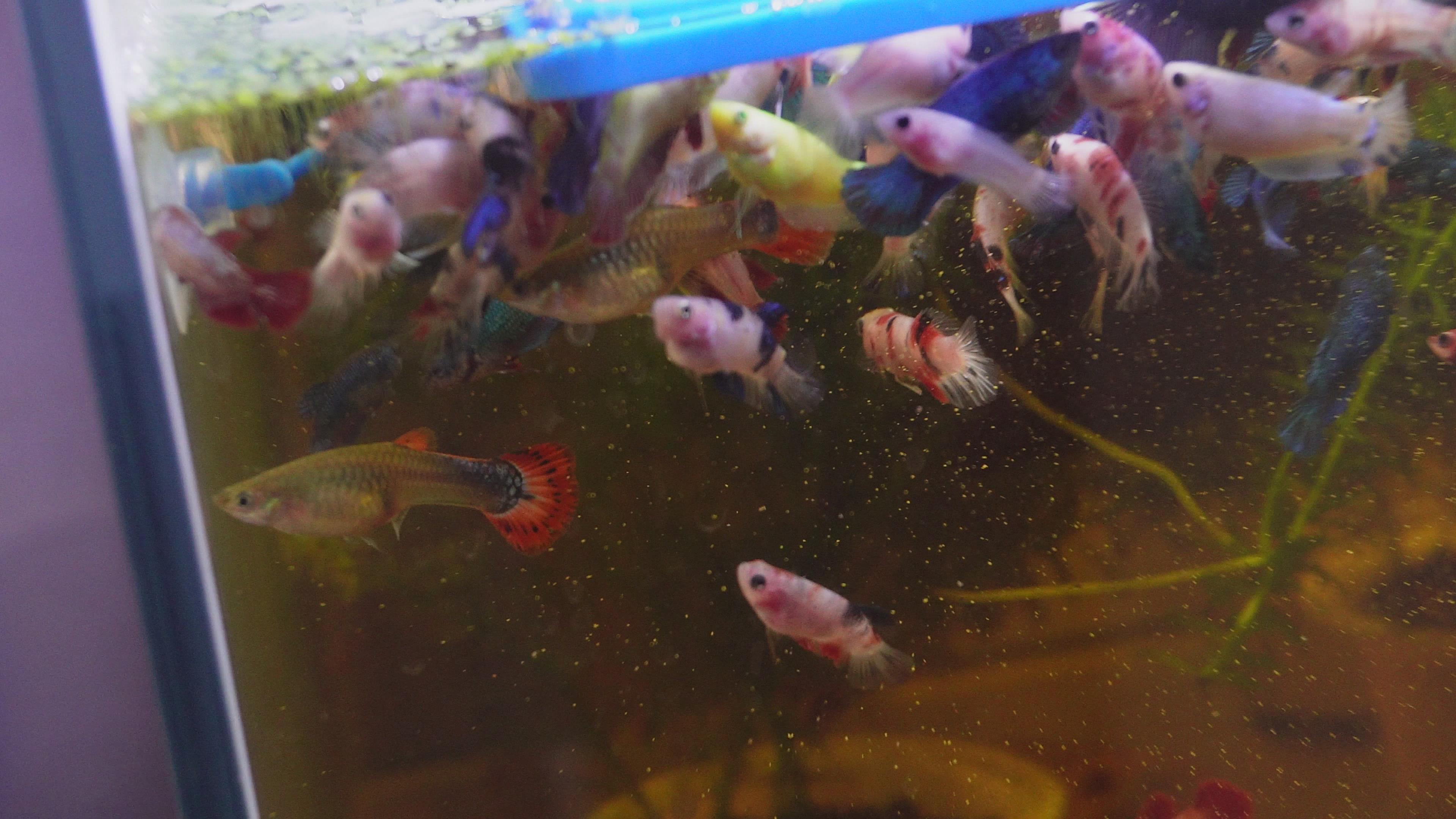提高水体溶氧量_鱼缸水爆氧好处_鱼缸水流太强的鱼类伤害