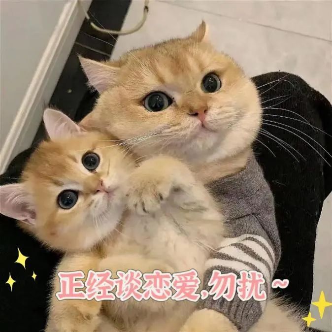 猫艾滋病传播途径_猫咪身上有伤口要警惕猫艾滋_猫免疫缺陷病毒FIV