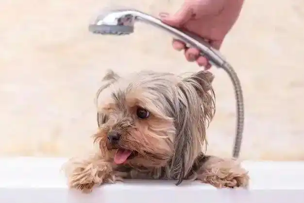 老年犬洗澡时的舒适体位_宠物按摩式洗澡方法_狗狗洗澡水温控制