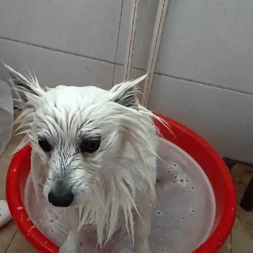 狗狗洗澡水温控制_老年犬洗澡时的舒适体位_宠物按摩式洗澡方法