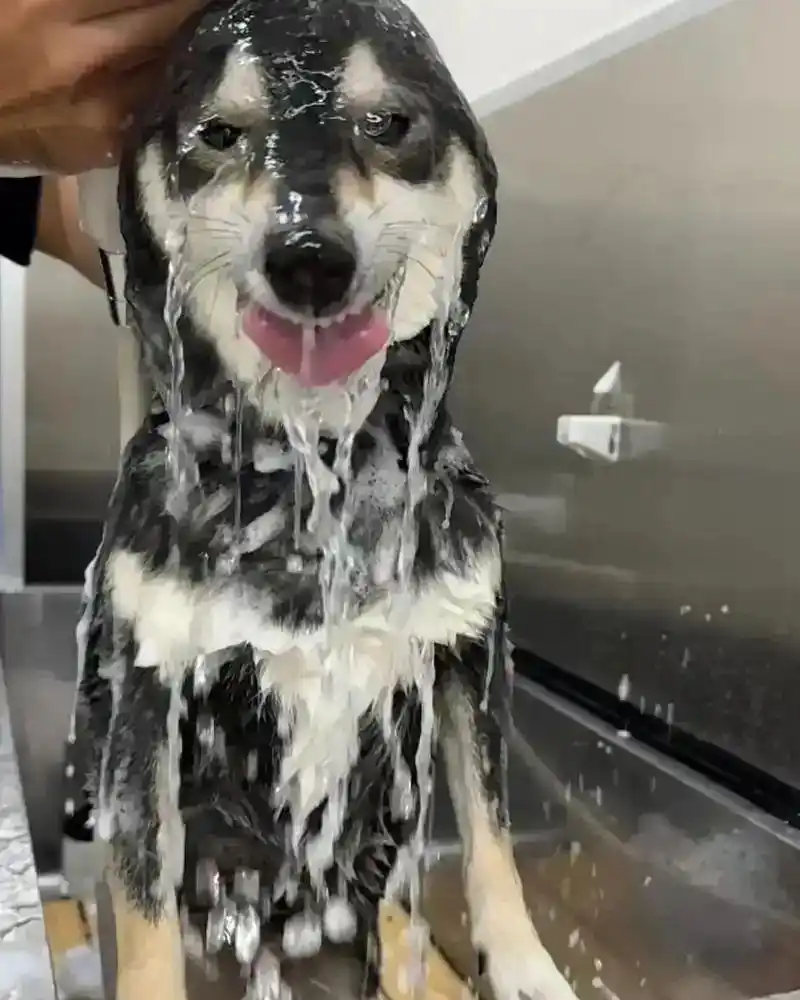 宠物按摩式洗澡方法_狗狗洗澡水温控制_老年犬洗澡时的舒适体位