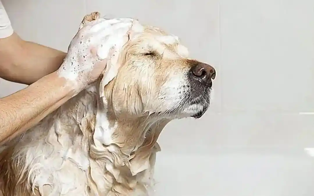 宠物按摩式洗澡方法_老年犬洗澡时的舒适体位_狗狗洗澡水温控制