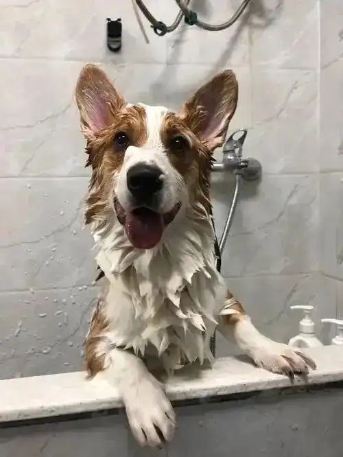 狗狗洗澡水温控制_老年犬洗澡时的舒适体位_宠物按摩式洗澡方法