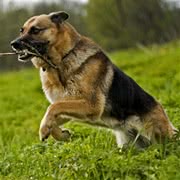 德牧大丹串-派特超人-宠物