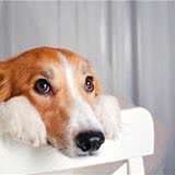 治疗犬猫皮肤性疾病—疖「jiē」及疖病的诊断以及治疗方案等