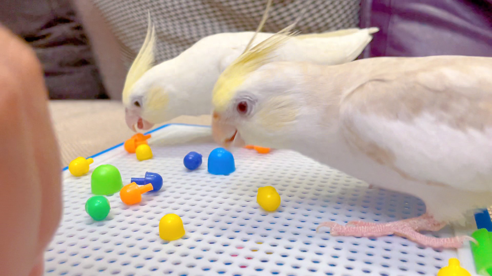 怎么逗鹦鹉才能让它高兴呢?保持鹦鹉心理健康很重要-派特超人-宠物