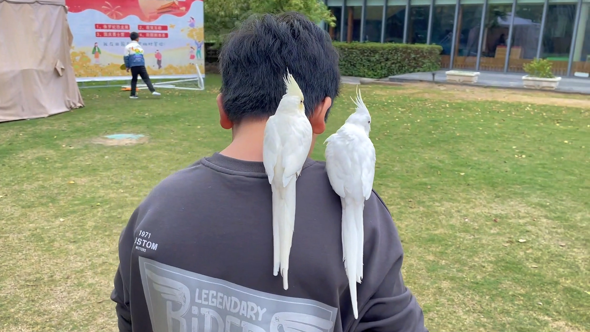 训练鹦鹉说话的进阶技巧_鹦鹉饲养增进感情_鹦鹉互动游戏好处