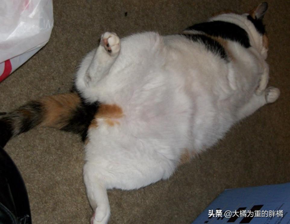 当猫咪总是磨屁股时,铲屎官可得注意了,可能猫咪得了这种病-派特超人-宠物