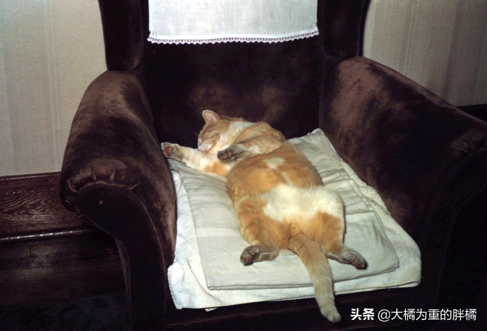 猫咪肛门腺发炎：挤腺体教学图解_猫咪肛门腺发炎症状_猫咪肛门腺发炎治疗方法