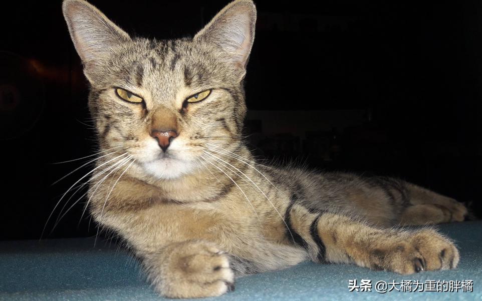 猫咪肛门腺发炎：挤腺体教学图解_猫咪肛门腺发炎症状_猫咪肛门腺发炎治疗方法