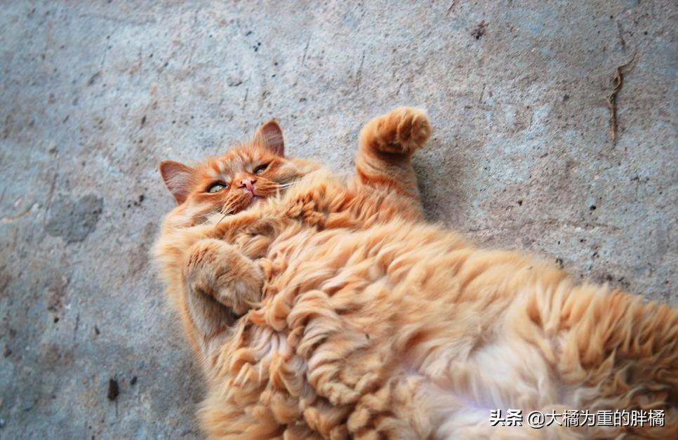 猫咪肛门腺发炎：挤腺体教学图解_猫咪肛门腺发炎症状_猫咪肛门腺发炎治疗方法