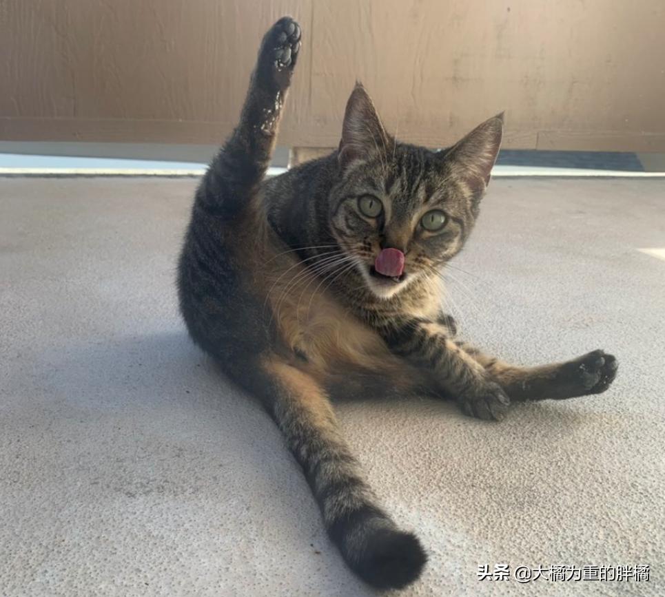 猫咪肛门腺发炎：挤腺体教学图解_猫咪肛门腺发炎症状_猫咪肛门腺发炎治疗方法