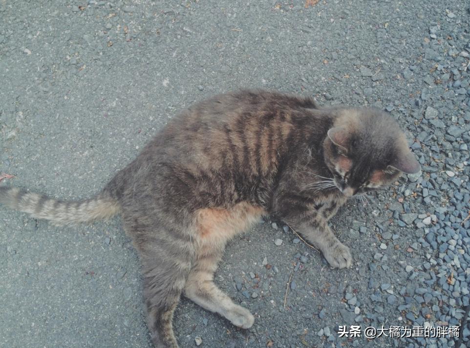 猫咪肛门腺发炎：挤腺体教学图解_猫咪肛门腺发炎治疗方法_猫咪肛门腺发炎症状