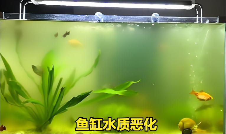 鱼缸脏水病原体滋生_鱼缸水流太强的鱼类伤害_鱼缸水质恶化导致鱼生病原因
