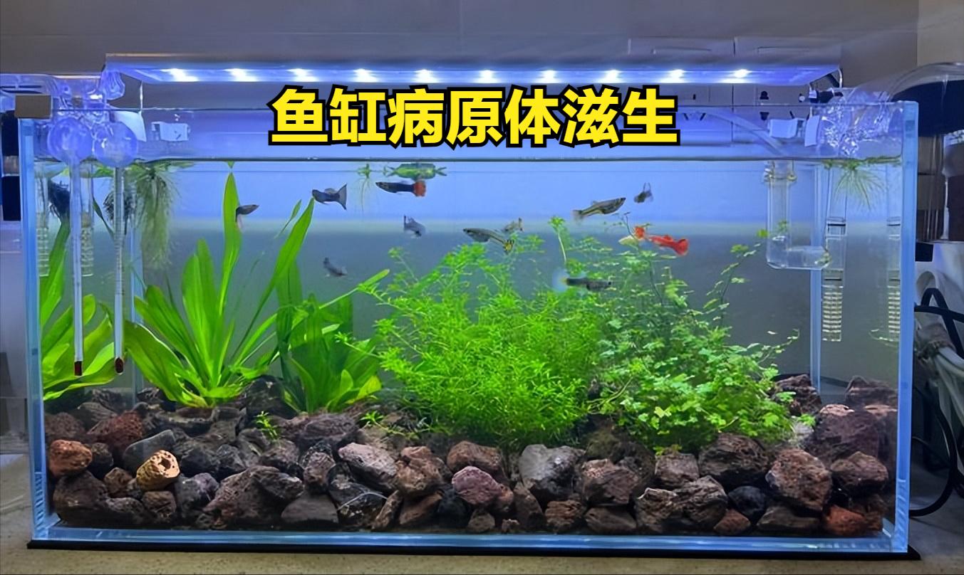 鱼缸水流太强的鱼类伤害_鱼缸水质恶化导致鱼生病原因_鱼缸脏水病原体滋生