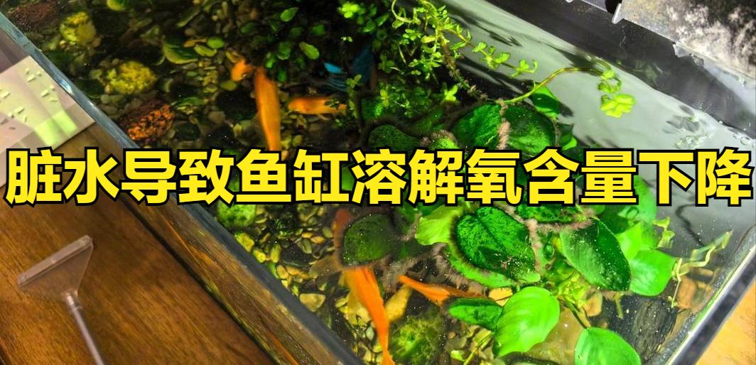 鱼缸水质恶化导致鱼生病原因_鱼缸脏水病原体滋生_鱼缸水流太强的鱼类伤害