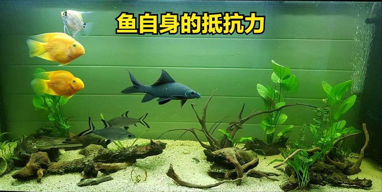 鱼缸脏水病原体滋生_鱼缸水质恶化导致鱼生病原因_鱼缸水流太强的鱼类伤害