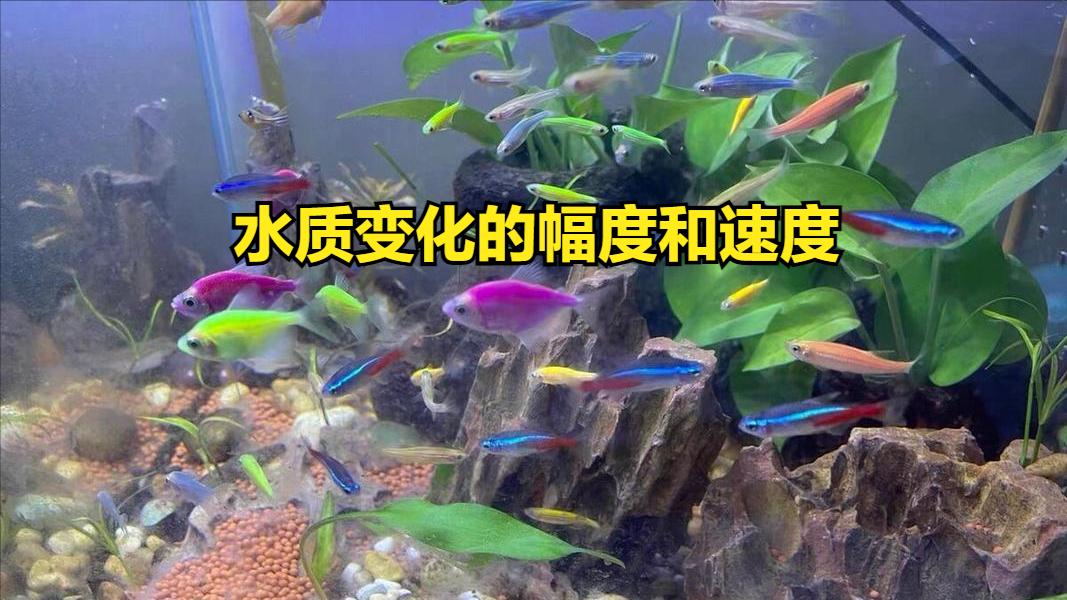 鱼缸水流太强的鱼类伤害_鱼缸脏水病原体滋生_鱼缸水质恶化导致鱼生病原因