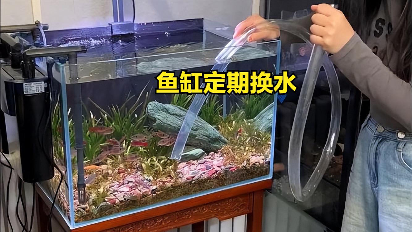 鱼缸水流太强的鱼类伤害_鱼缸脏水病原体滋生_鱼缸水质恶化导致鱼生病原因