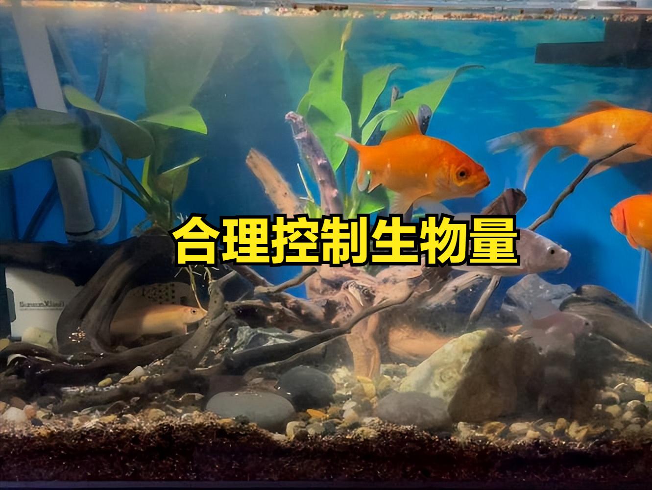 鱼缸脏水病原体滋生_鱼缸水质恶化导致鱼生病原因_鱼缸水流太强的鱼类伤害