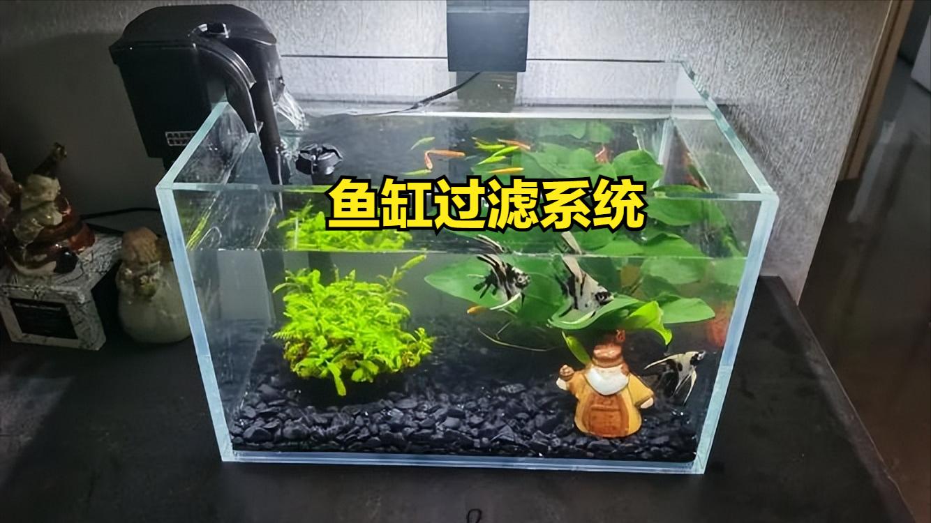 鱼缸脏水病原体滋生_鱼缸水质恶化导致鱼生病原因_鱼缸水流太强的鱼类伤害