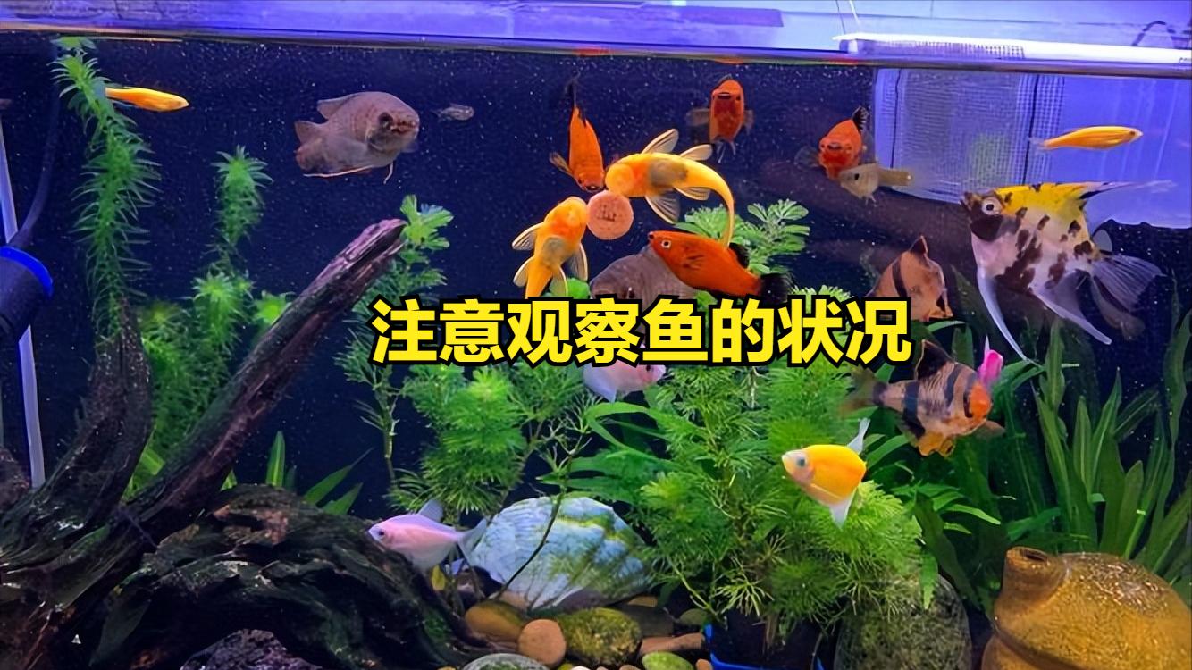 鱼缸水流太强的鱼类伤害_鱼缸水质恶化导致鱼生病原因_鱼缸脏水病原体滋生