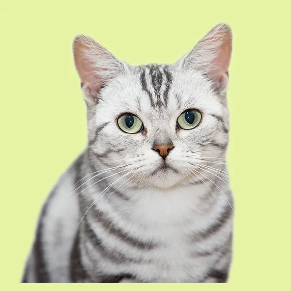 猫艾滋病传播途径_猫免疫缺陷病毒FIV感染症状_猫咪身上有伤口要警惕猫艾滋
