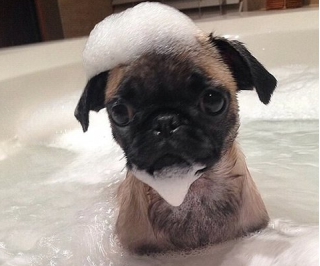 狗狗的皮肤病我们应该怎么办-派特超人-宠物