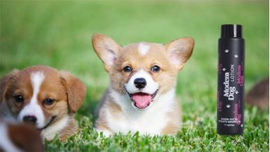 犬螨病症状及预防措施_狗狗耳朵边缘结痂？疥螨和自体损伤_狗狗螨虫病治疗