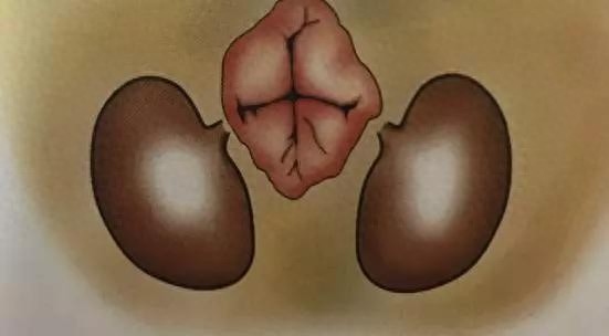 猫需不需要挤肛门腺？-派特超人-宠物