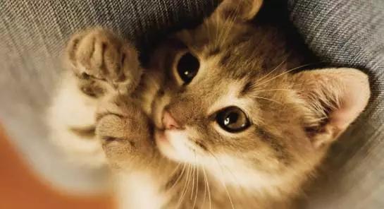 猫肛门腺挤出来是什么样子_宠物猫挤肛门腺_猫咪肛门腺发炎：挤腺体教学图解