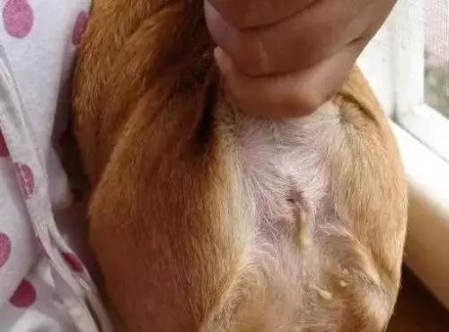 宠物猫挤肛门腺_猫肛门腺挤出来是什么样子_猫咪肛门腺发炎：挤腺体教学图解