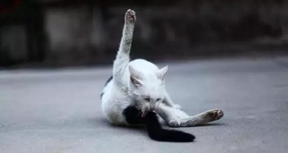 宠物猫挤肛门腺_猫肛门腺挤出来是什么样子_猫咪肛门腺发炎：挤腺体教学图解