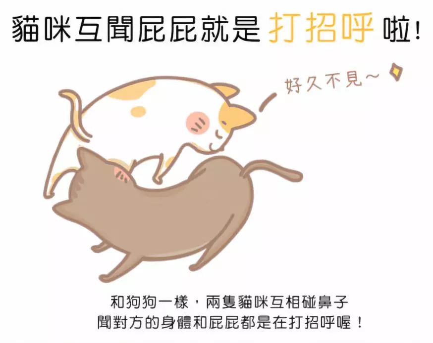 猫肛门腺挤出来是什么样子_猫咪肛门腺发炎：挤腺体教学图解_宠物猫挤肛门腺