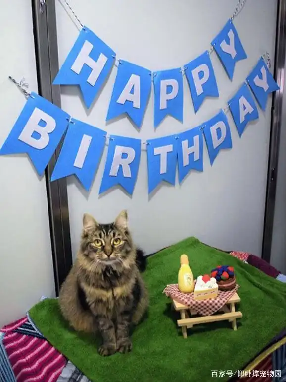 猫艾滋病 流浪猫 预防措施_猫咪身上有伤口要警惕猫艾滋_猫艾滋病 噩梦 生日会放鸽子