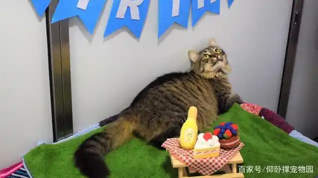 猫艾滋病 流浪猫 预防措施_猫咪身上有伤口要警惕猫艾滋_猫艾滋病 噩梦 生日会放鸽子